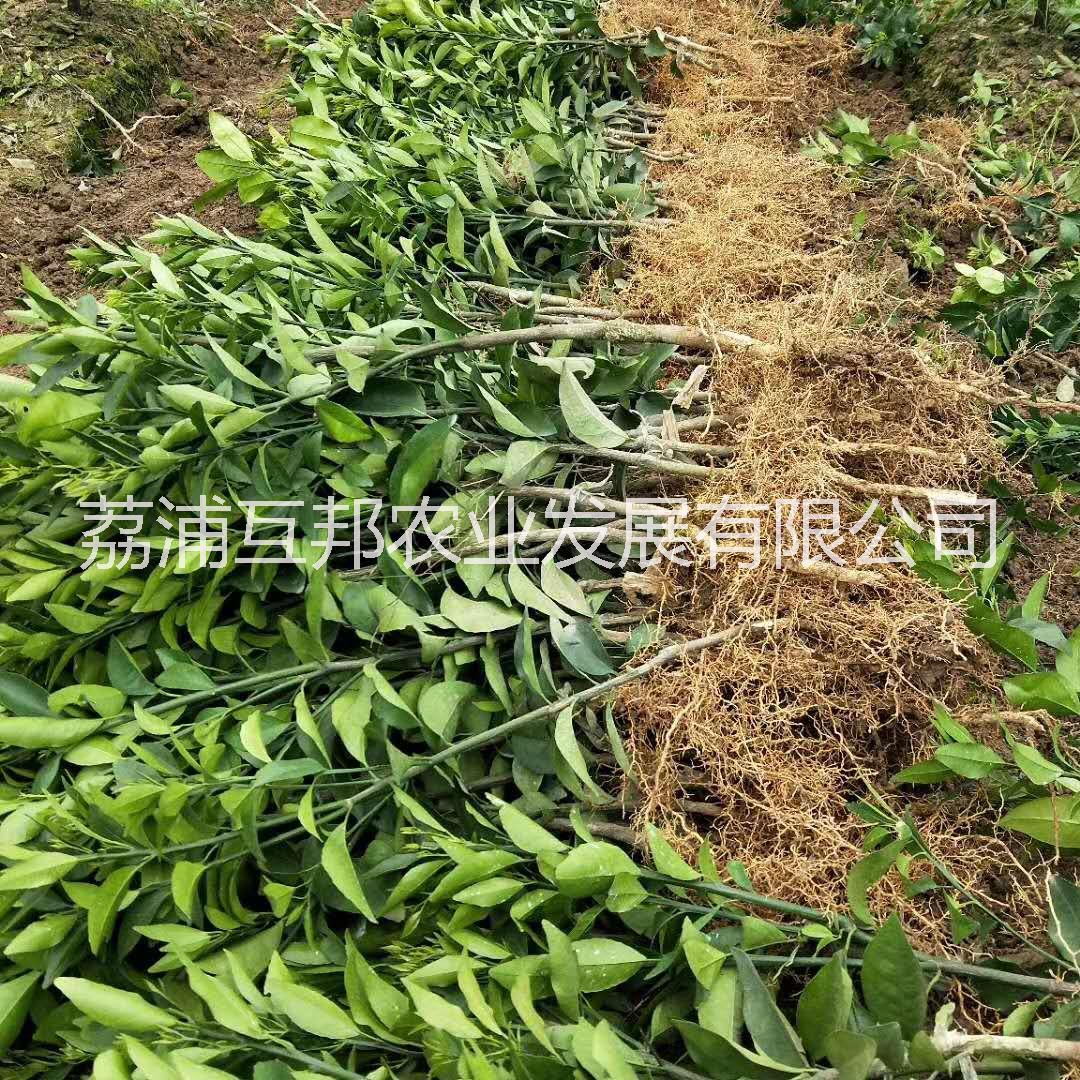 沃柑苗 沃柑苗种植技术 沃柑苗种植基地 广西沃柑苗 桂林沃柑苗