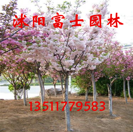 江苏樱花种植基地 /樱花苗木批发价格图片