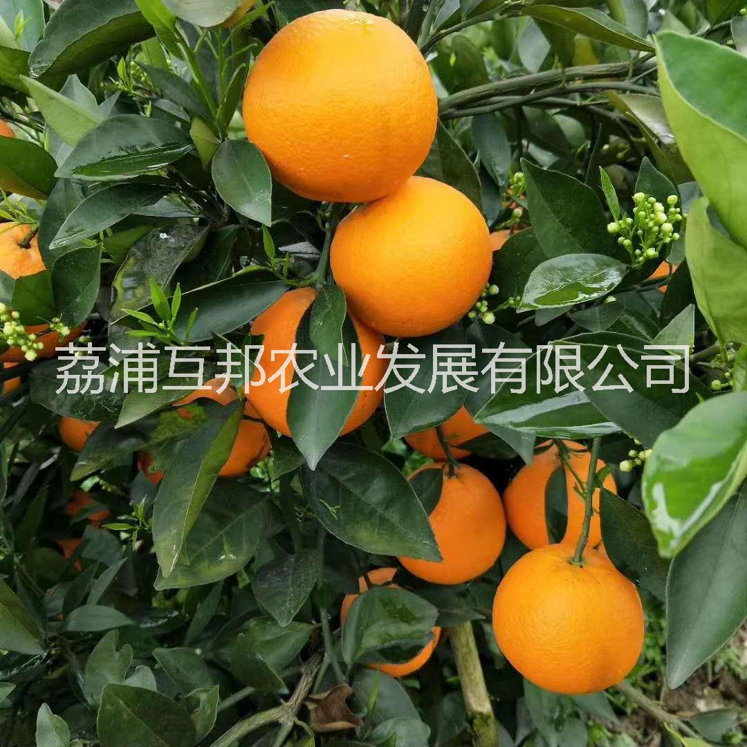 夏橙苗 广西夏橙苗 桂林夏橙苗 夏橙苗哪家好 夏橙苗