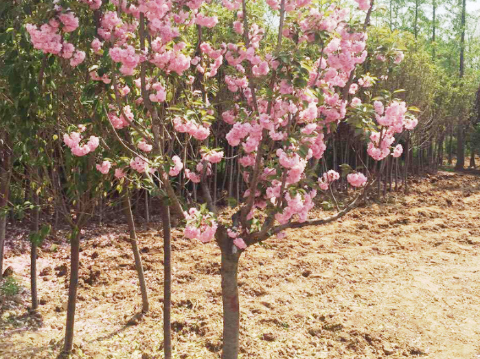 樱花树苗厂家直销图片