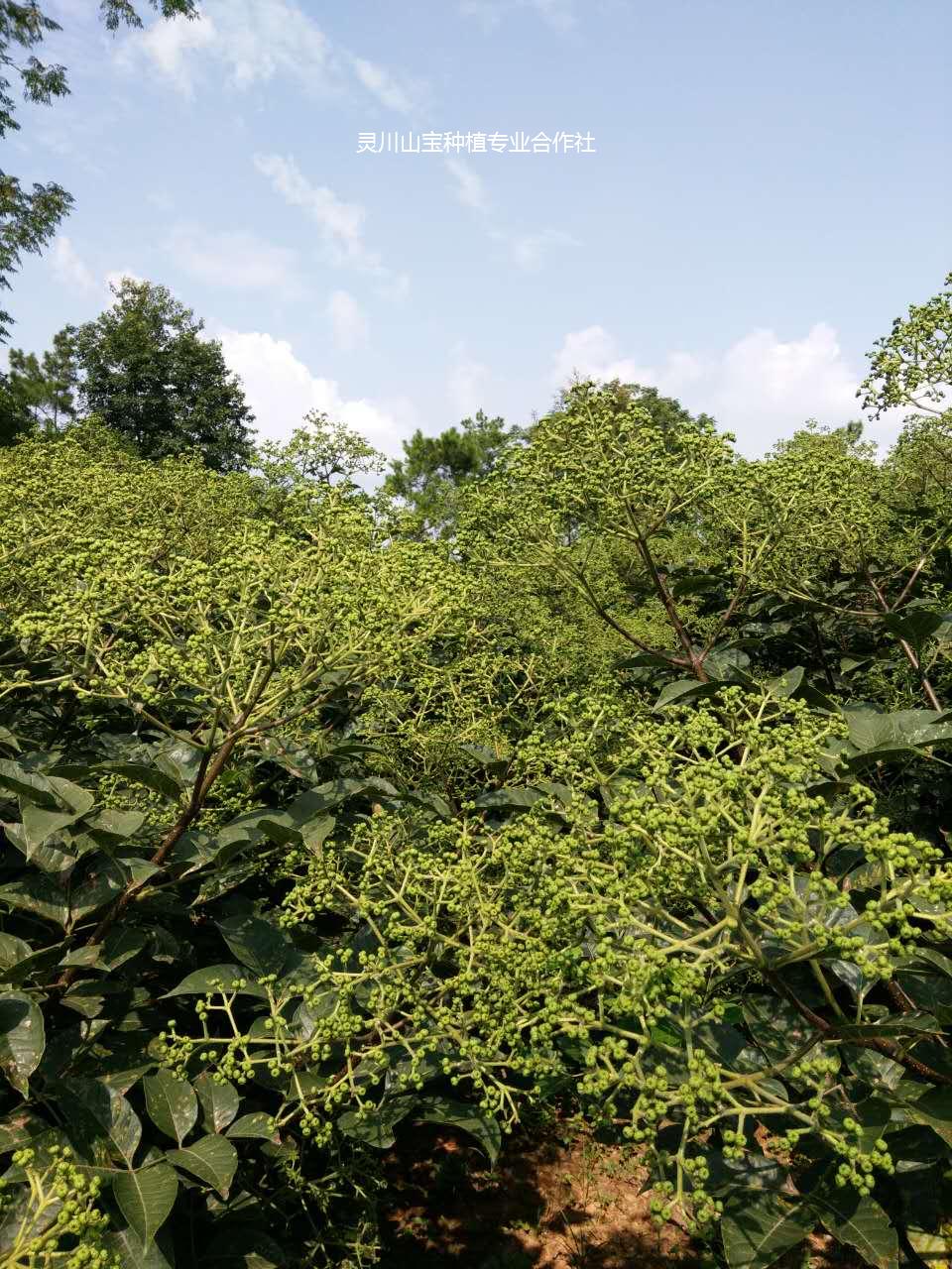 中花吴茱萸苗 广西中花吴茱萸苗 桂林中花吴茱萸苗 中花吴茱萸苗批发报价厂家基地图片