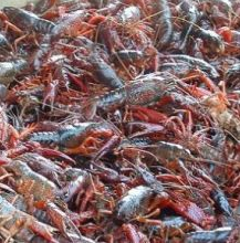 小龍蝦圖片/小龍蝦樣板圖 (2)