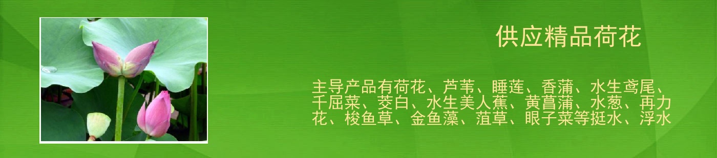 供應(yīng)精品荷花