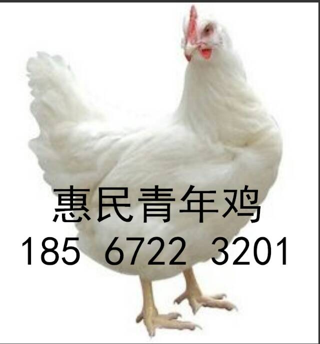 60天海蘭褐體重圖片