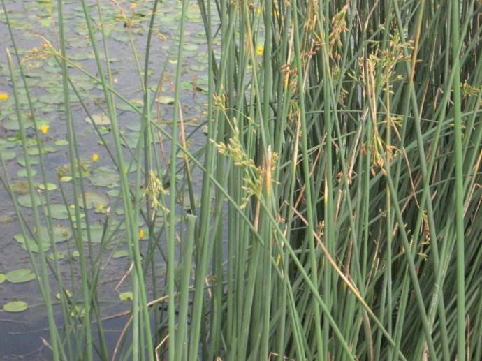 河北省保定市水葱苗木种植基的图片