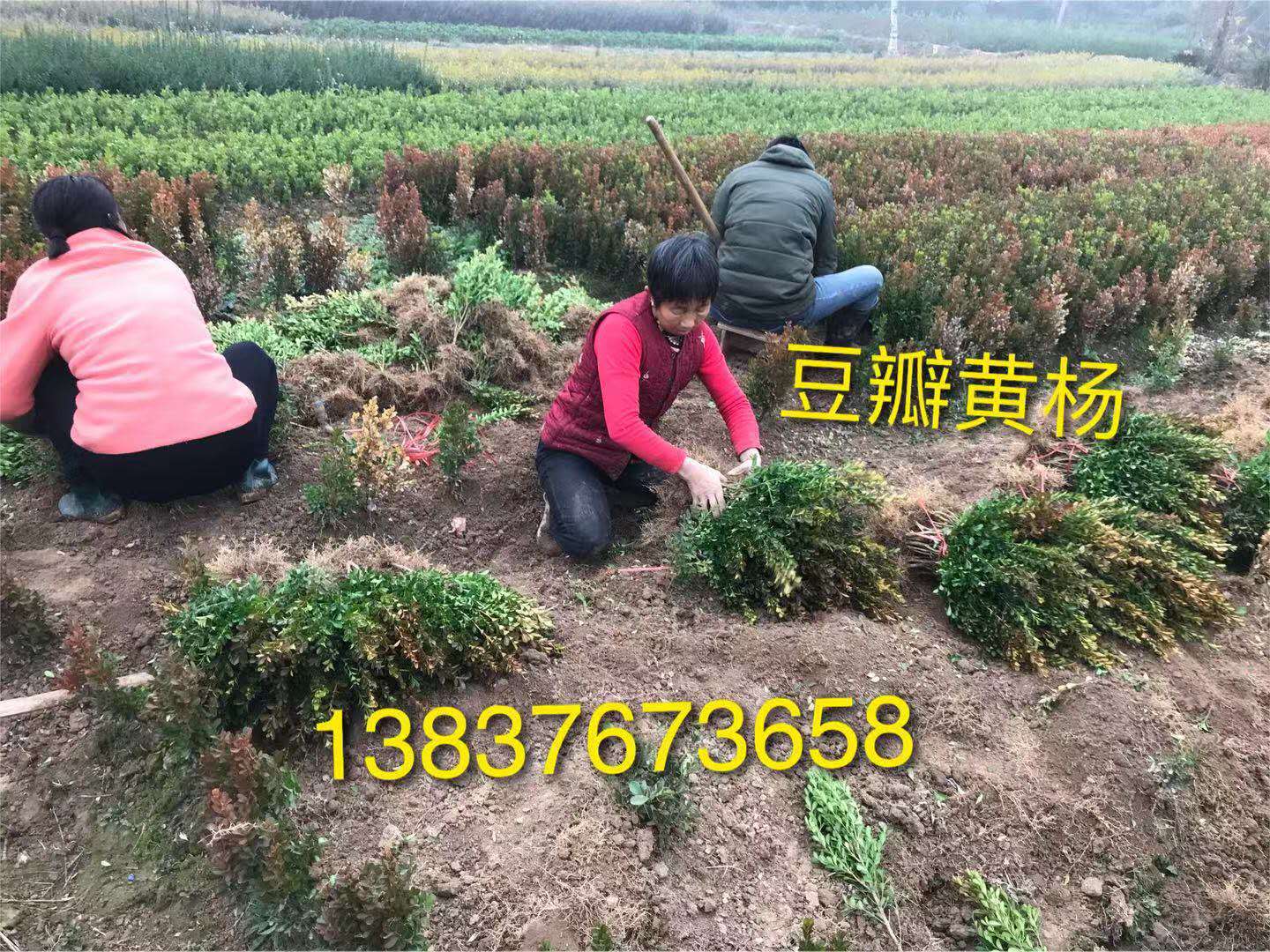 河南木槿 栾树 竹子 紫薇 桂花 批发价格图片