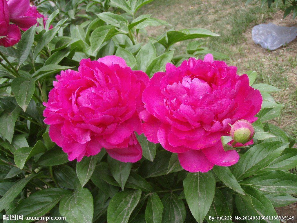 菏泽市四季花芍药花厂家菏泽庭院四季花芍药花苗圃批量供应