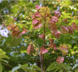 北栾木绿树苗苗圃直供北栾木绿树苗菏泽批发