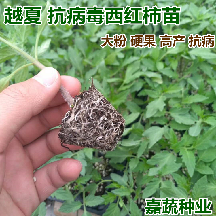 美粉先锋越夏西红柿种子种苗越夏大果番茄苗子大粉果西红柿苗子 越夏西红柿种子种苗图片