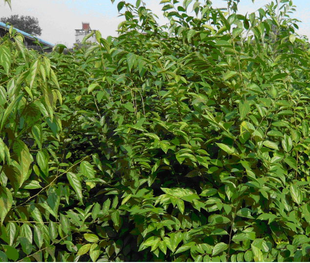 四川朴树树苗供应商 朴树树苗种植基地  朴树树苗价格图片