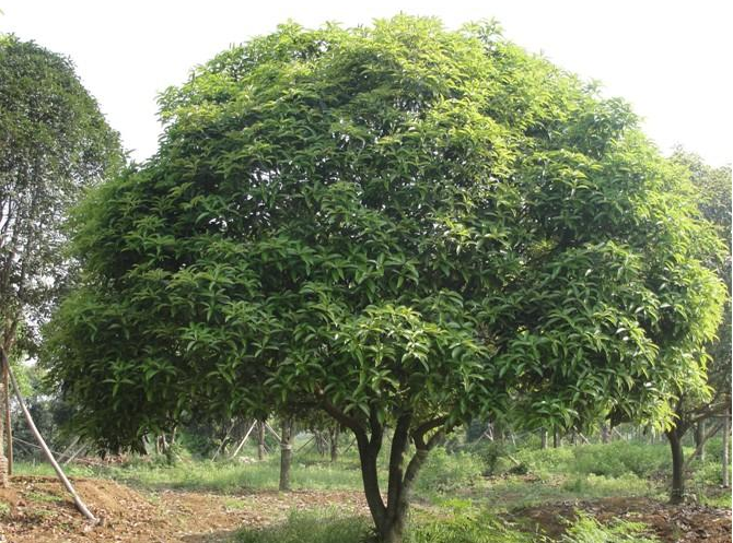 乐山市桂花树苗厂家四川桂花树苗批发  桂花树苗厂家价格  桂花树供应商 桂花树苗