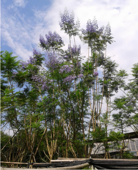 四川蓝花楹树小苗批发/基地 /价格/小苗 辜氏蓝花楹苗