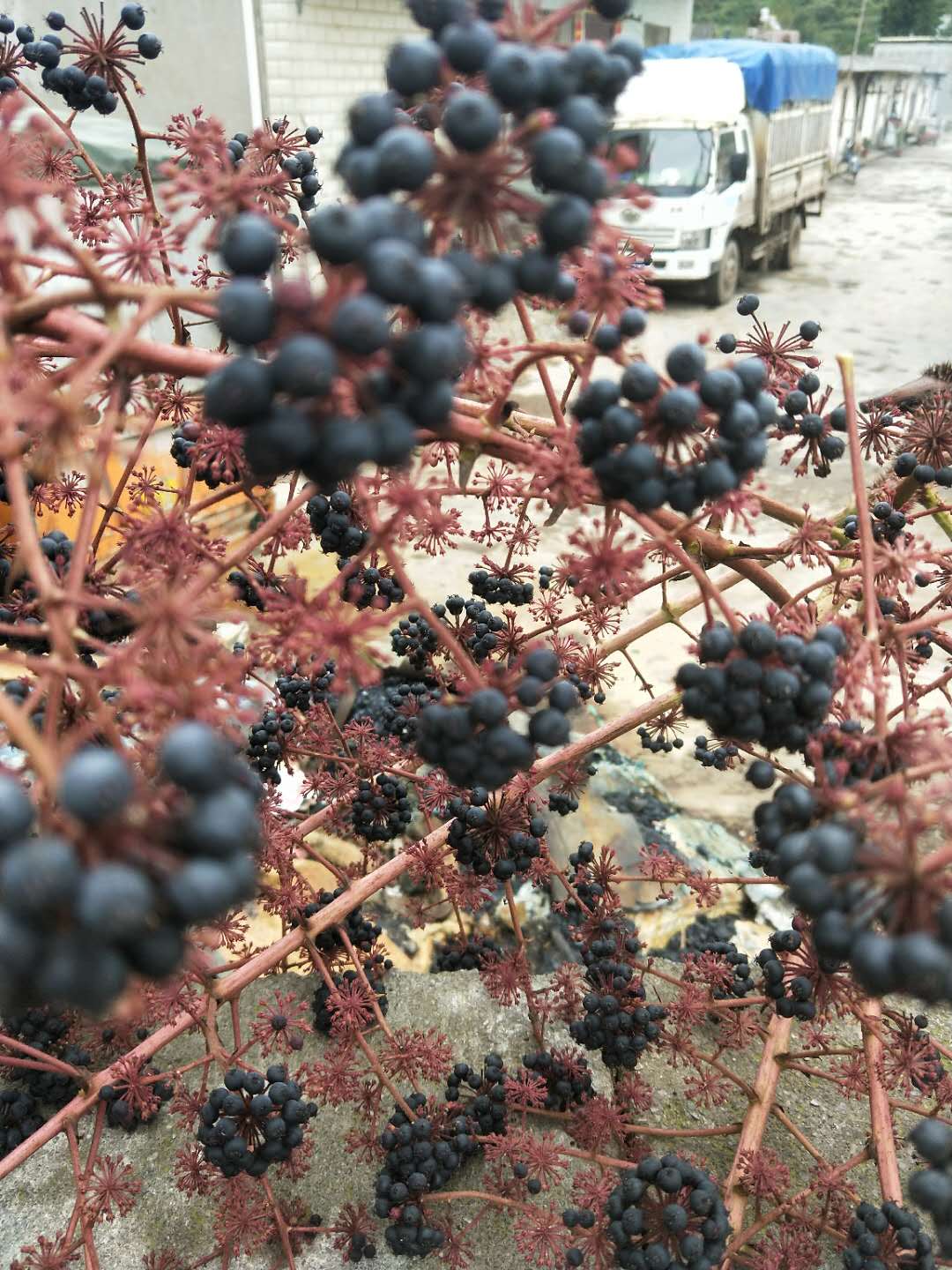 刺老包种子苗/刺老包基地/刺老包苗 云南刺老包