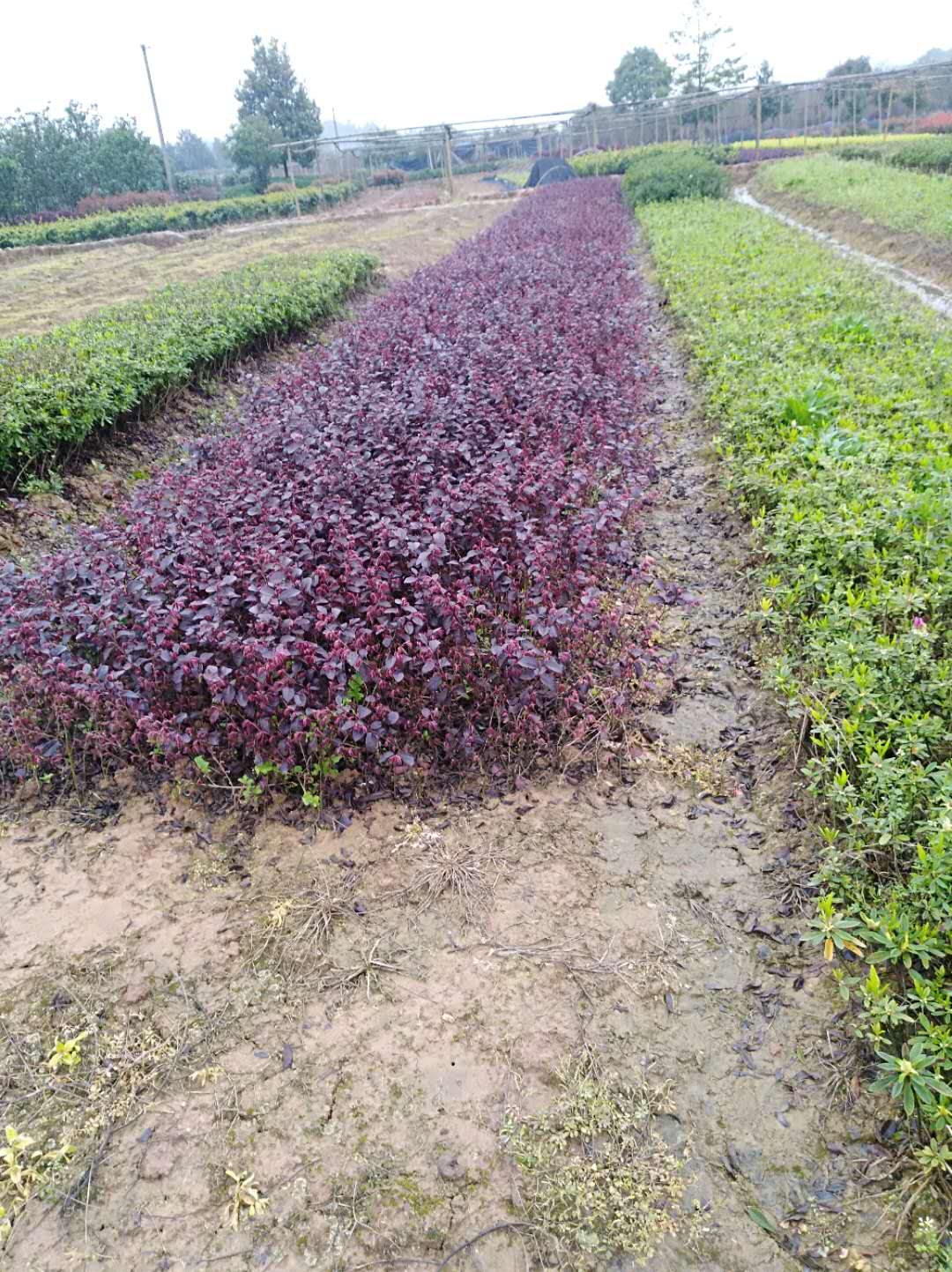 株洲市红花继木厂家湖南红花继木小苗