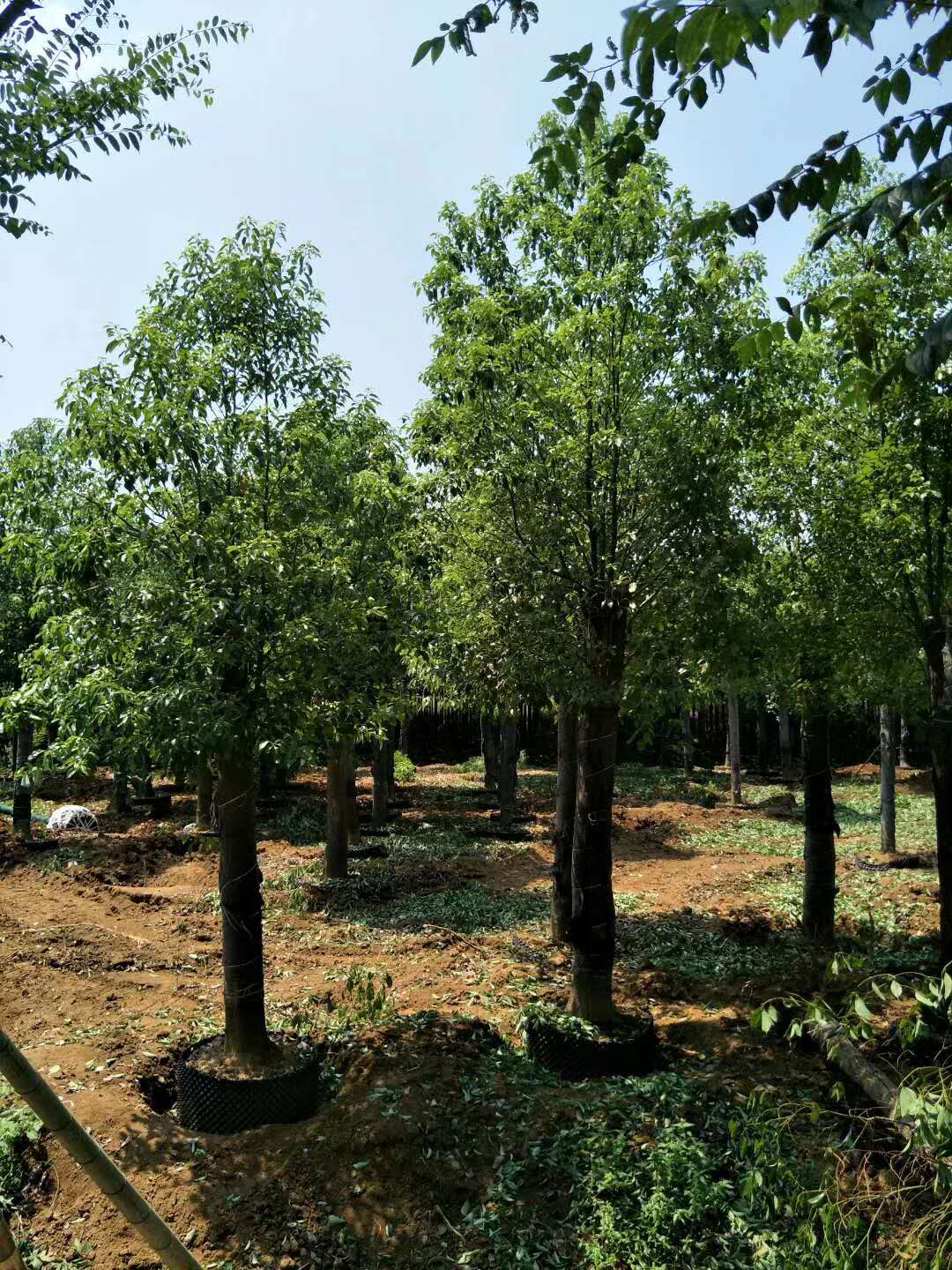 容器香樟-容器香樟基地-湖南容器香樟价格-湖南容器香樟报价-容器香樟苗圃