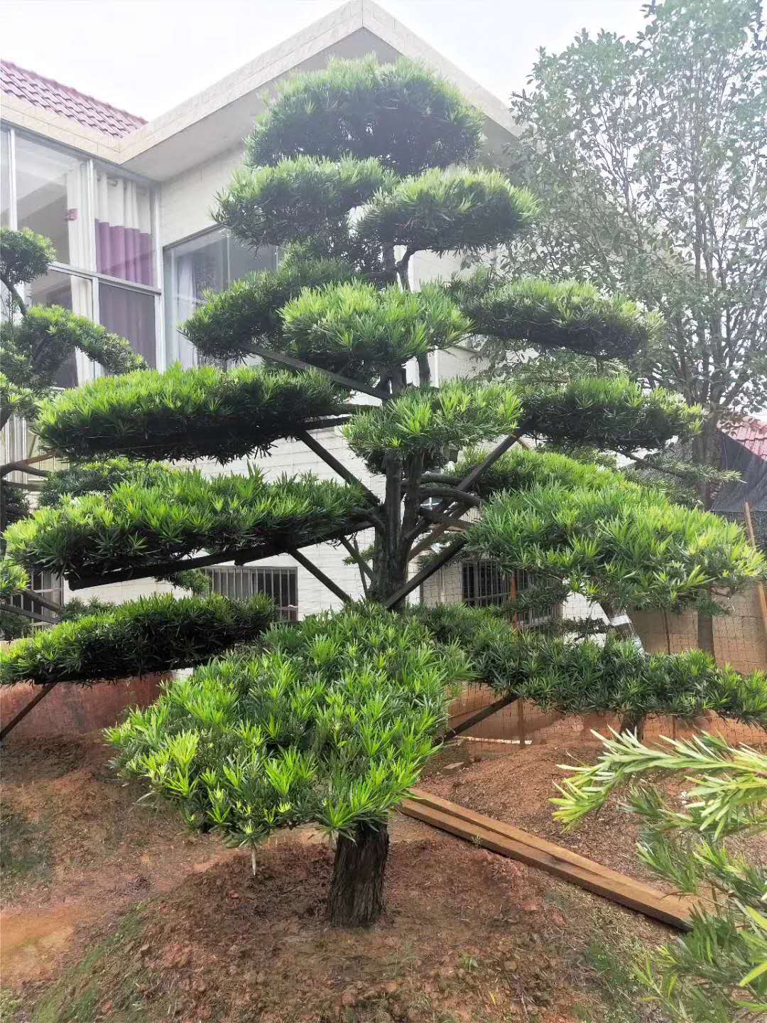 益阳市资阳区元庆苗木种植基地