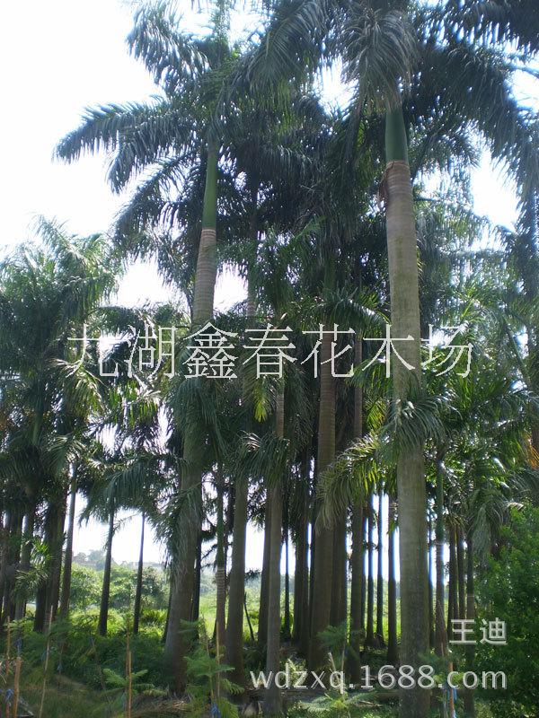 大王椰圖片/大王椰樣板圖 (2)