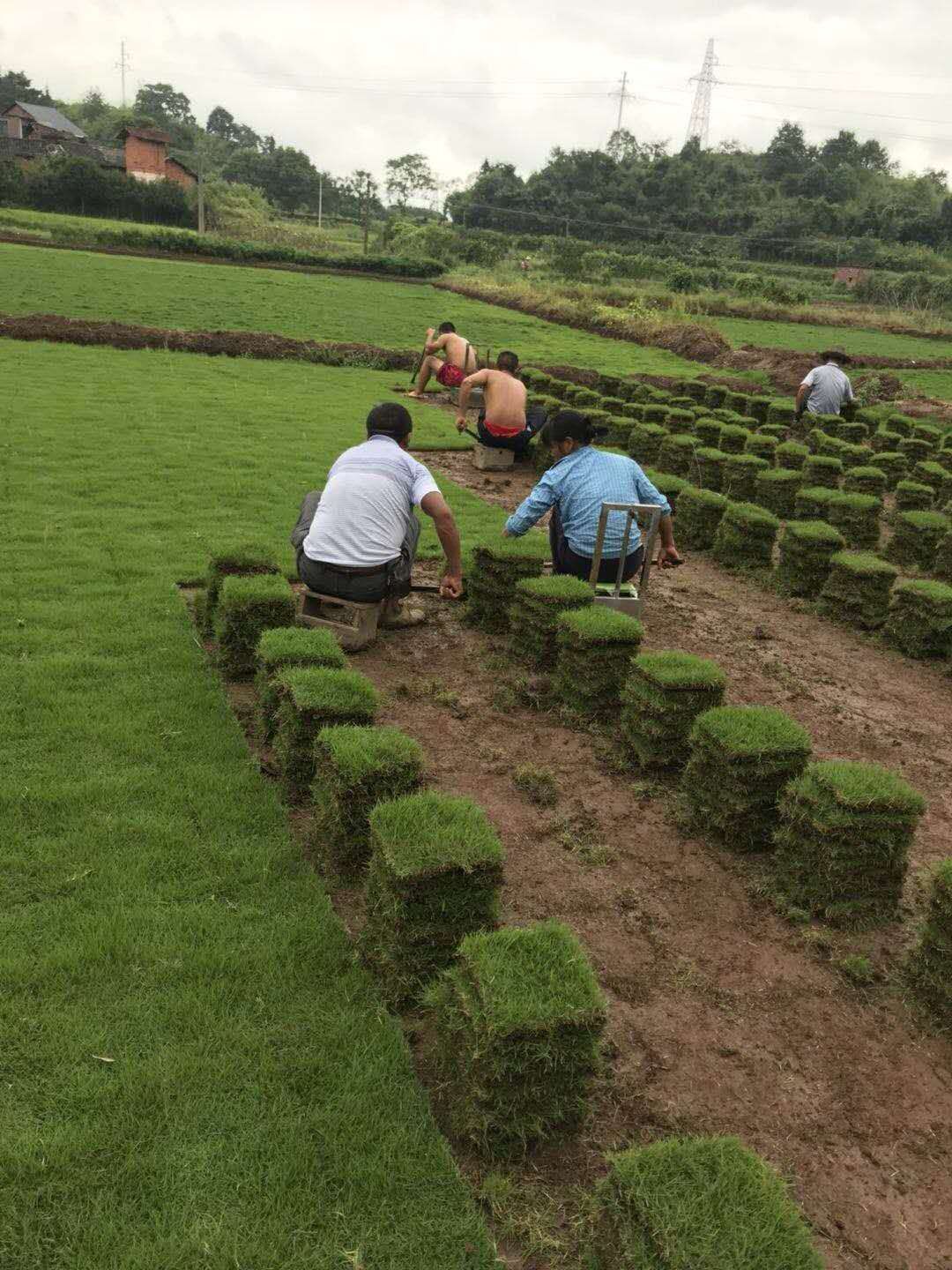 郴州佳苗绿化草皮苗木专业合作社