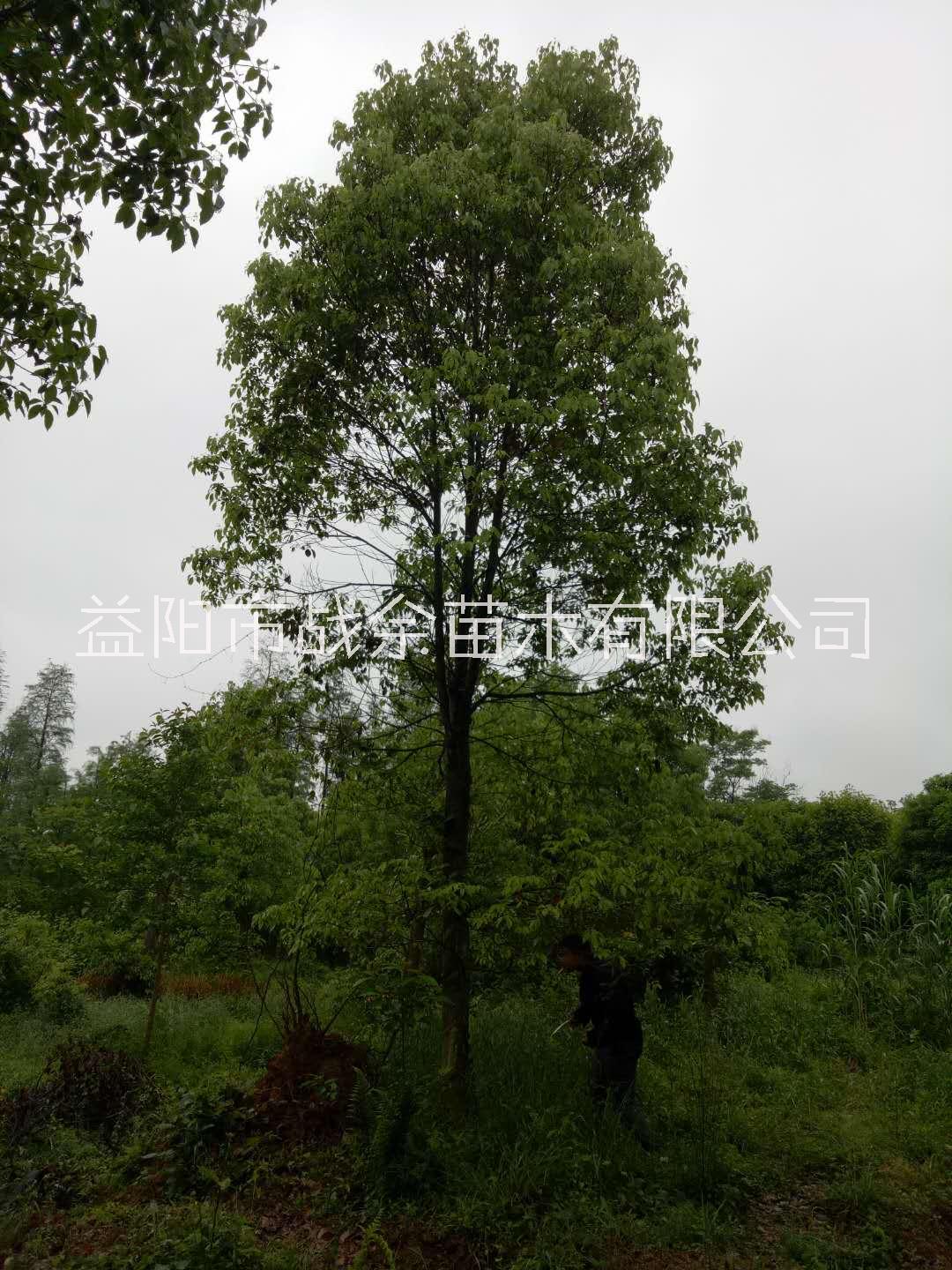 广东专业栽培大冠移植香樟苗场电话，广东大冠移植香樟报价-价格-价钱，品种正，规格多样，成活率高图片