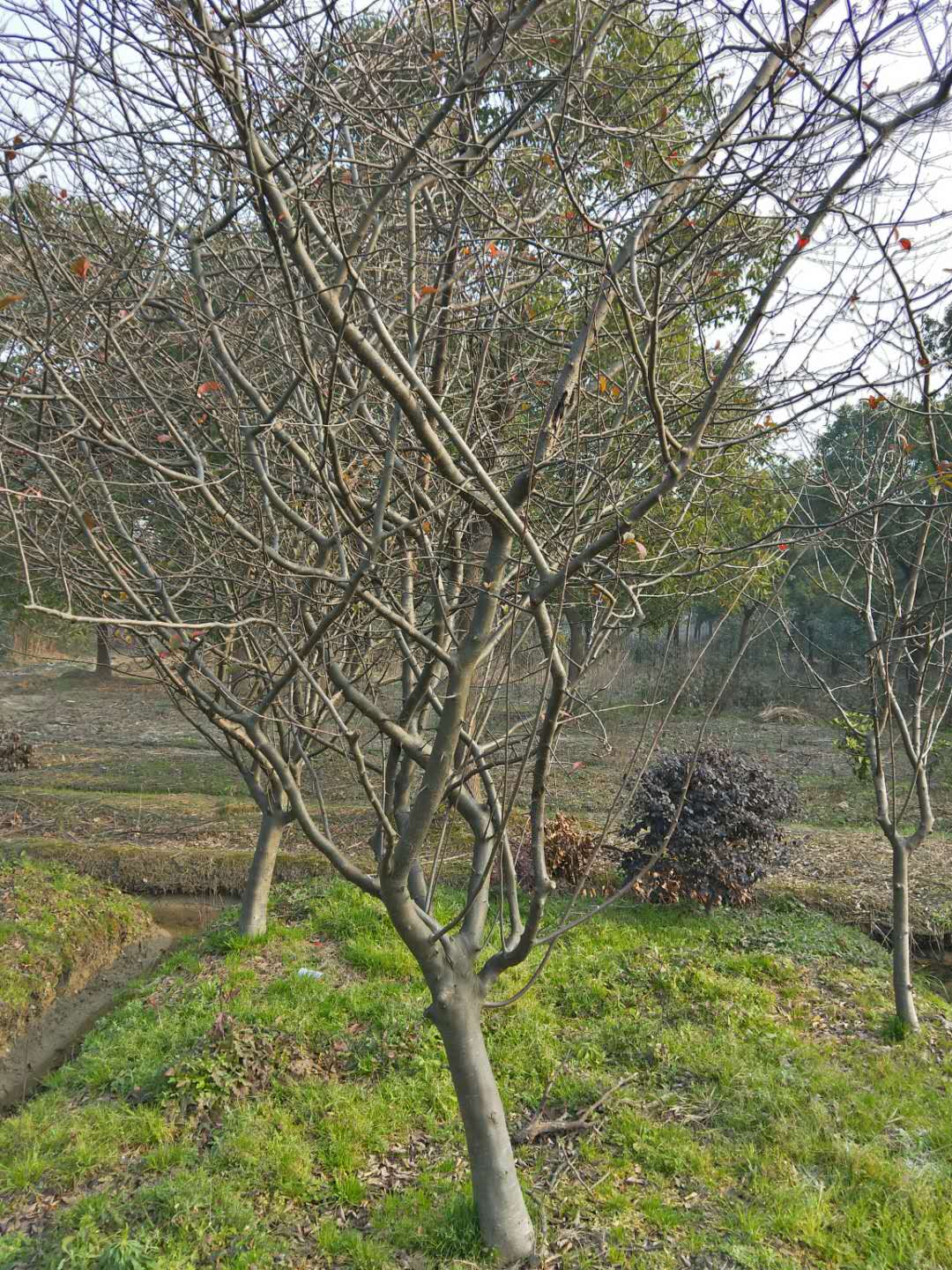 浙江垂丝海棠苗圃基地直销价格 高存活率