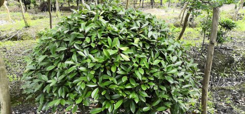 浙江红叶石楠球种植基地销售价格图片