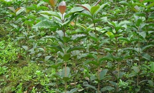 桂花树苗种植基地 桂花树苗价格图片