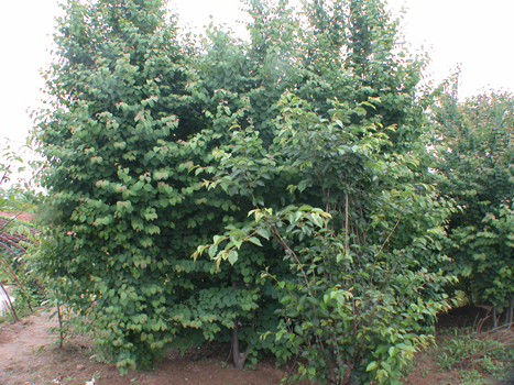 浙江紫荆种植基地销售价格图片