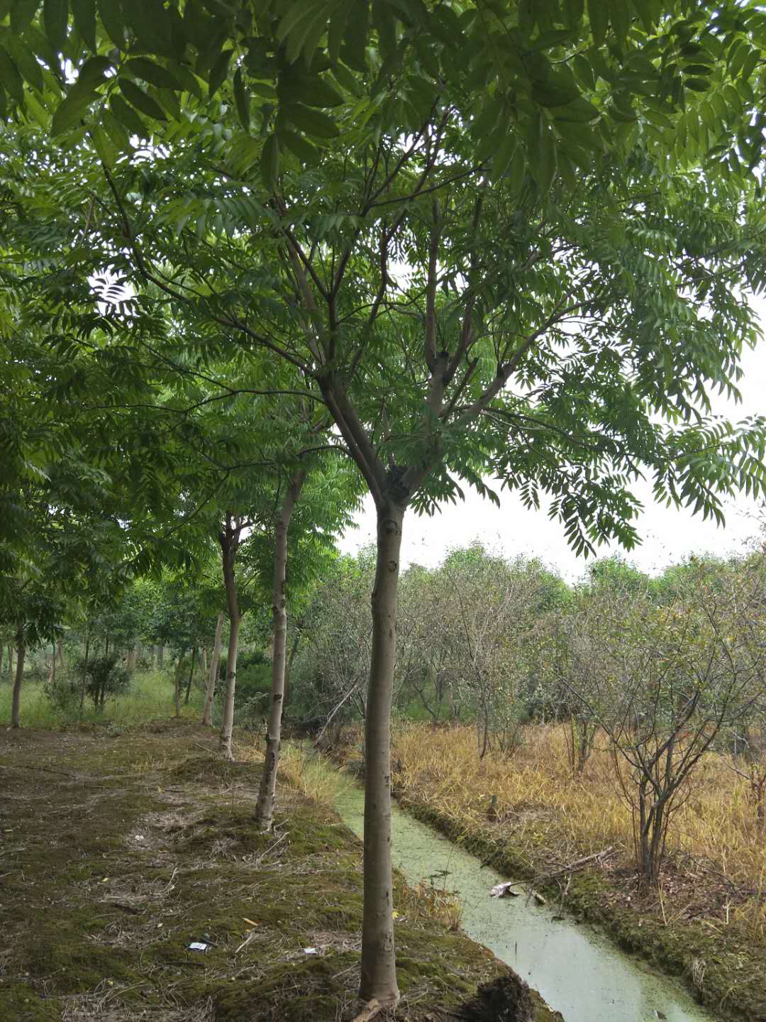 浙江无患子种植基地销售价格图片