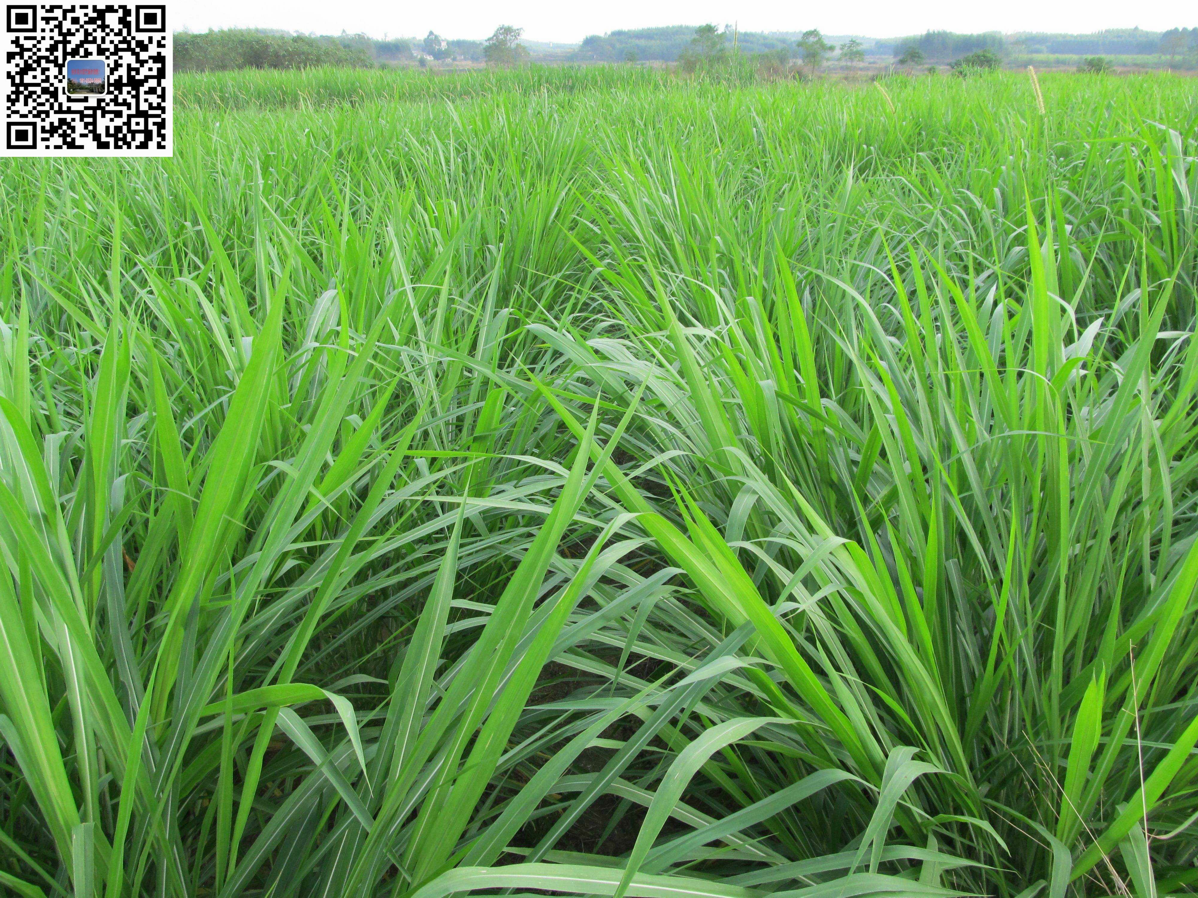 黑麦草、紫云英、苦麦菜牧草种子图片