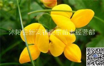 供应多年生牧草百脉根、五叶草、牛角花、花棒、草木犀种子图片