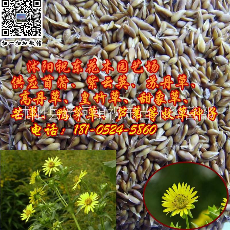 供应批发多年生草本植物串叶松香草、串叶草、苏丹草、芒草牧草种子