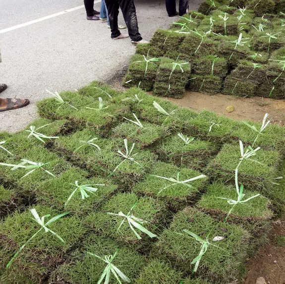 惠州市台湾草厂家漳州台湾草坪批发/漳州台湾草价格