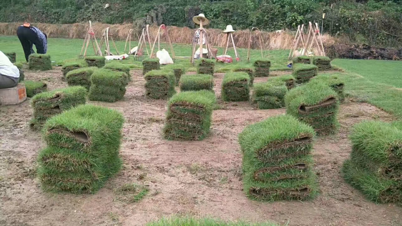 郴州市湖南马尼拉草卷基地厂家马尼拉草卷 湖南马尼拉草卷基地-绿源草皮苗木杨梅树柚子树基地