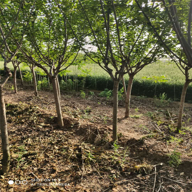 5-6-7-8公分樱花树基地帅意苗圃直供樱花树图片