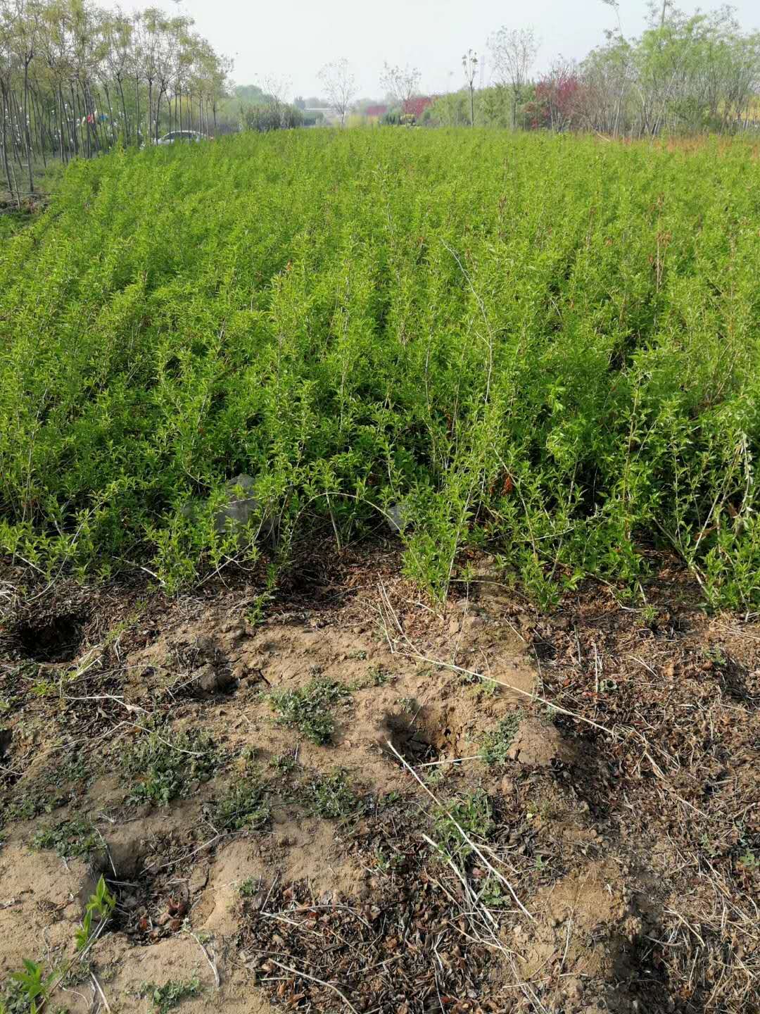 連翹圖片/連翹樣板圖 (4)