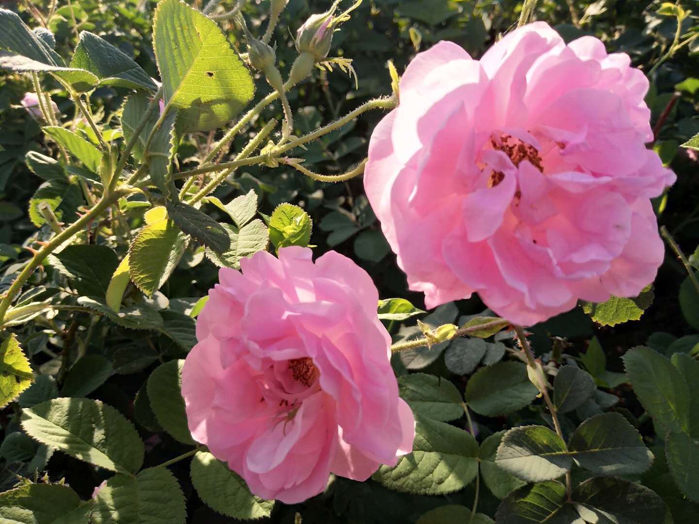 大马士革玫瑰鲜花市场行情报价