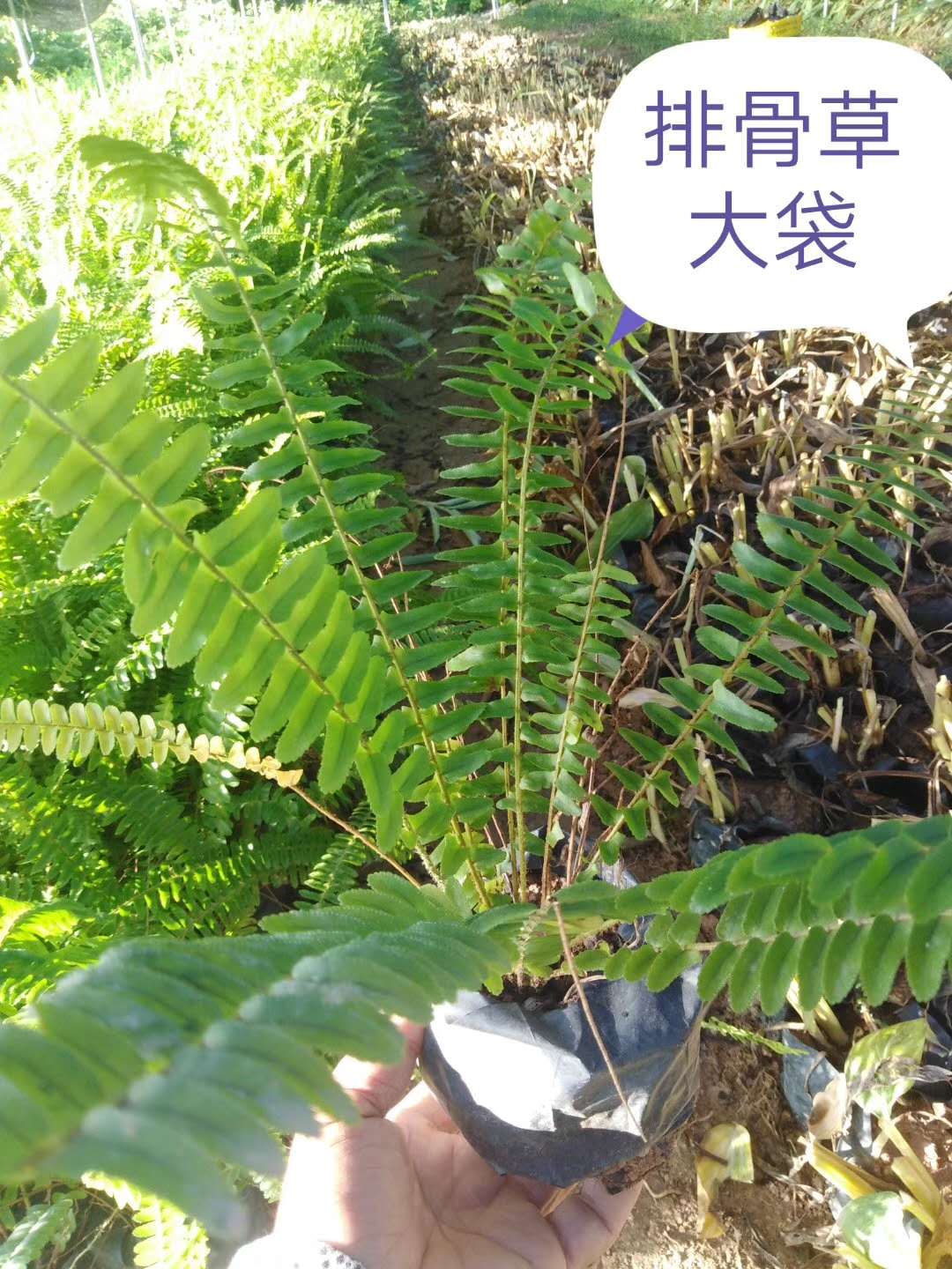 排骨草大袋价格-批发-厂家  排骨草大袋