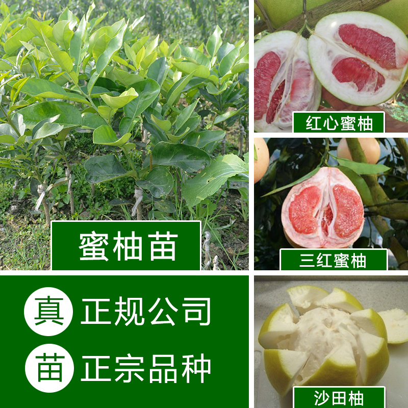 供应红心蜜柚苗_三红蜜柚苗_白肉/沙田蜜柚苗蜜柚苗_青皮/水晶蜜柚苗_苗木/果苗/果树苗_蜜柚苗A33特级苗图片