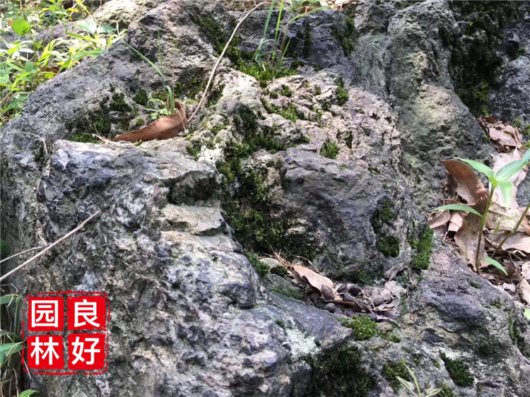 水族鱼缸造景石，盆景石造景，青龙石批发 室内造景石