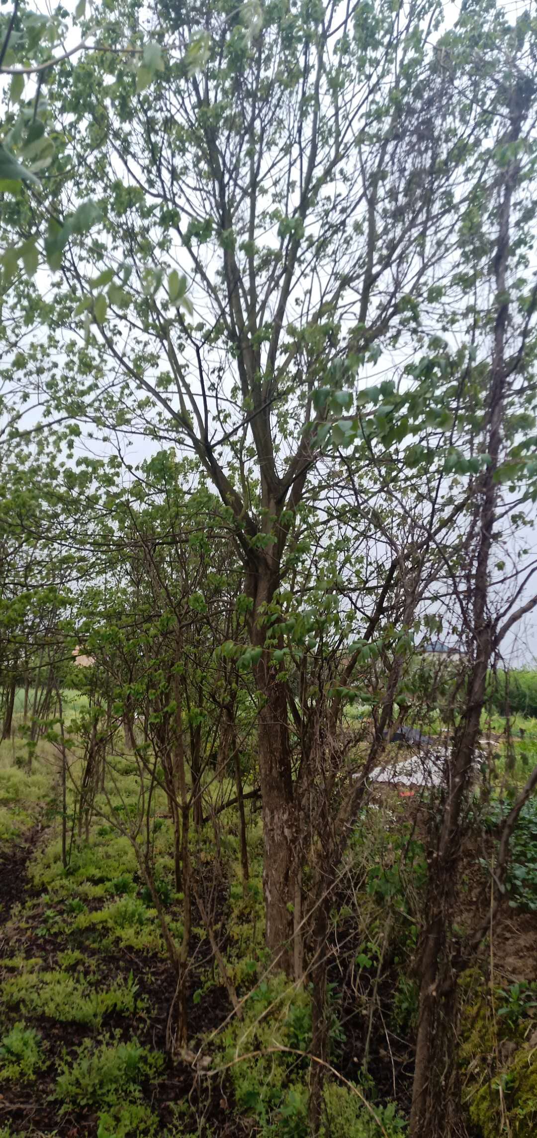 江西重阳木苗种植基地,重阳木种植基地，大量批发重阳木现货，重阳木2至25公分