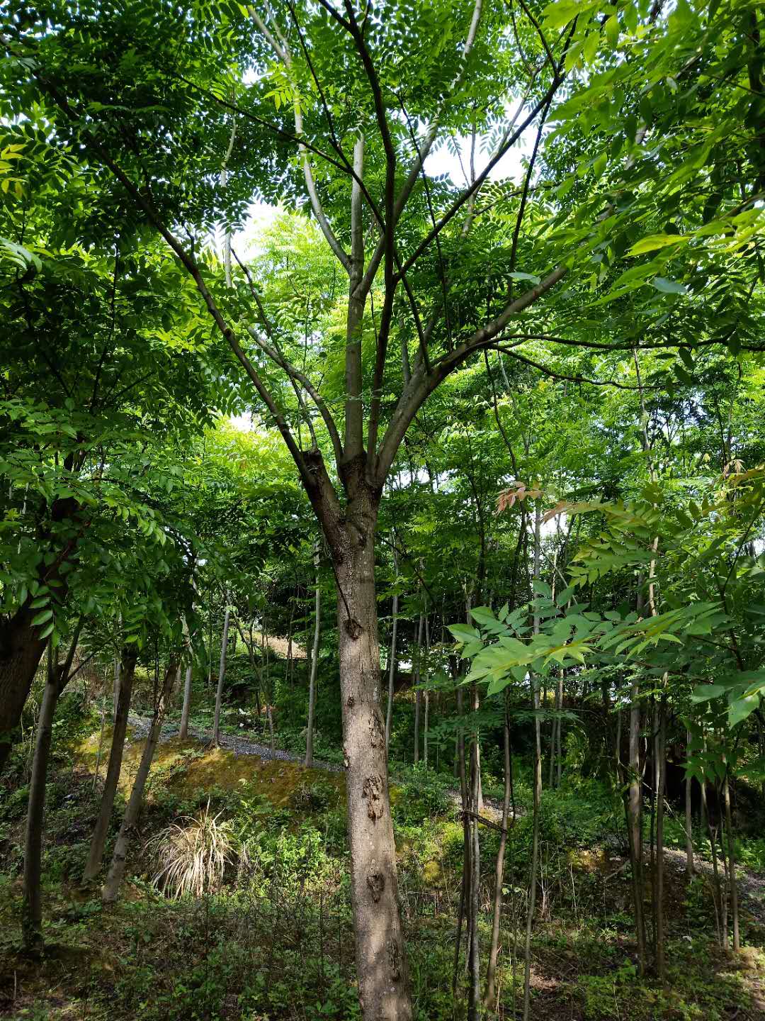 江西九江栾树苗种植基地-江西九江栾树苗批发价格/厂家-江西九江县金山绿化有限公司图片