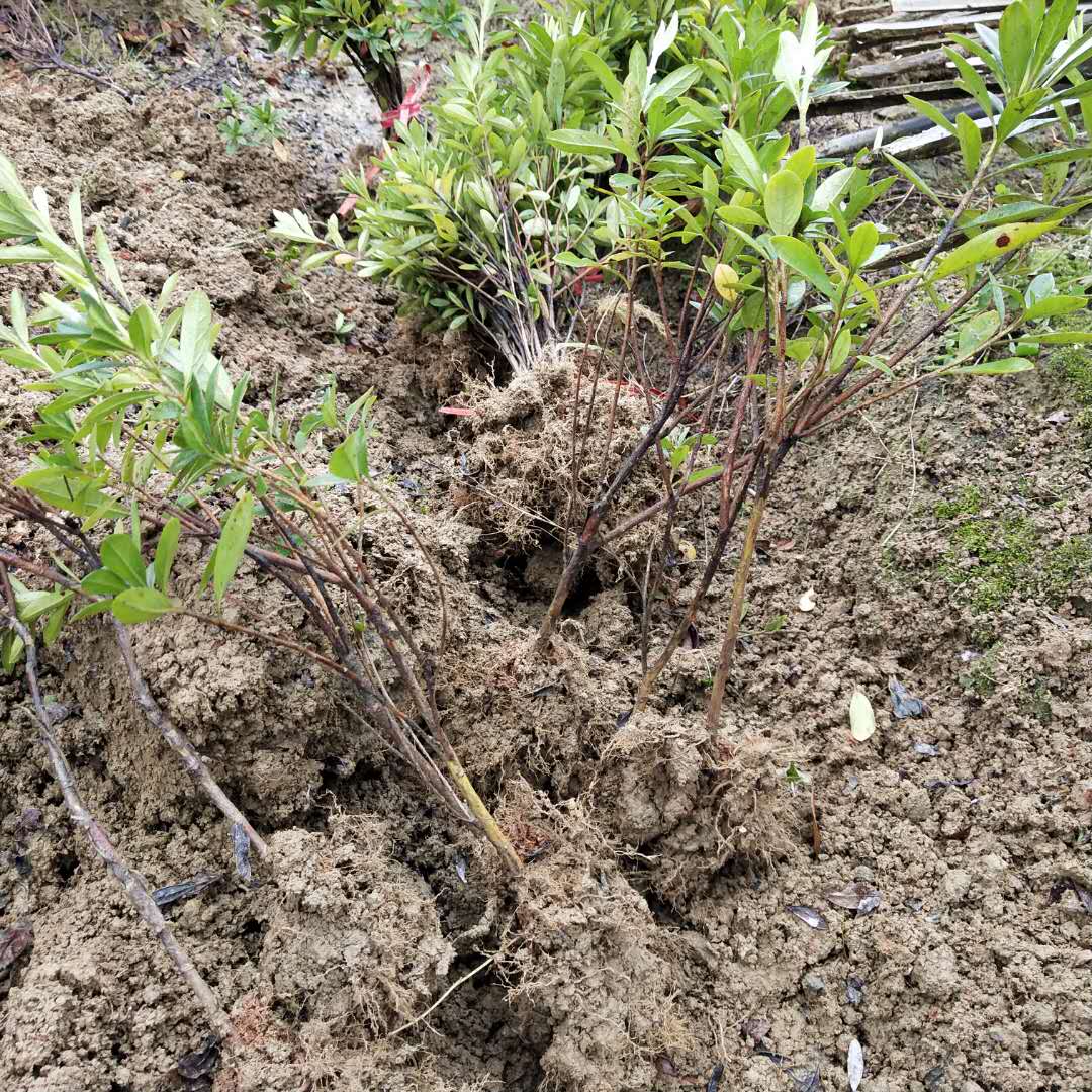 贵州春娟种植批发供应商