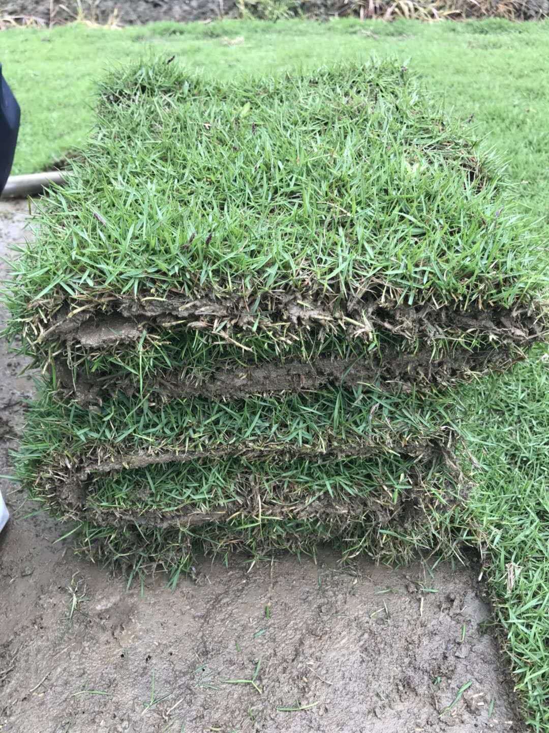 湖南郴州马尼拉草卷湖南郴州马尼拉草卷种植基地