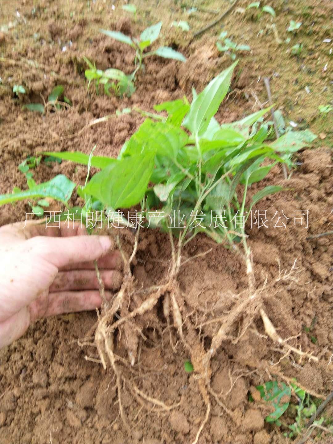 贵港市广西对叶百部种植基地厂家广西对叶百部种植基地