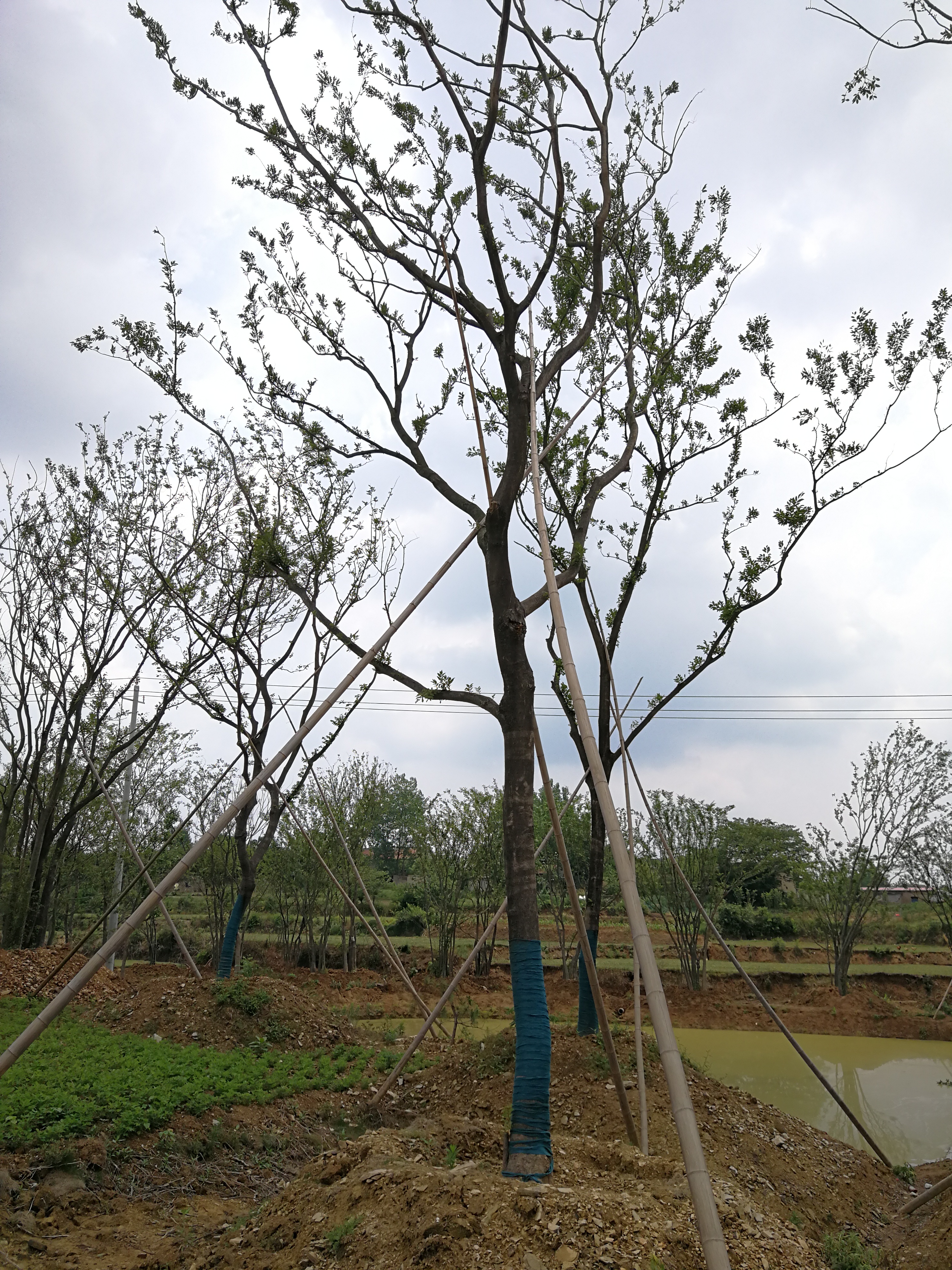 安徽滁州雪松种植基地-草坪种植报价优质供应图片