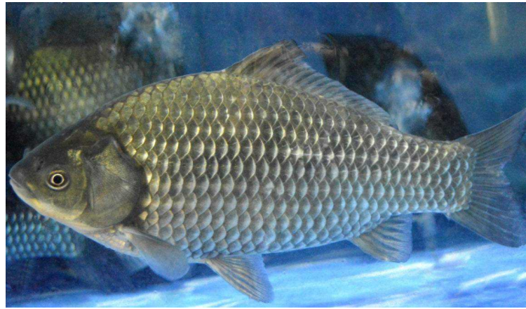 生鮮配送鯽魚圖片