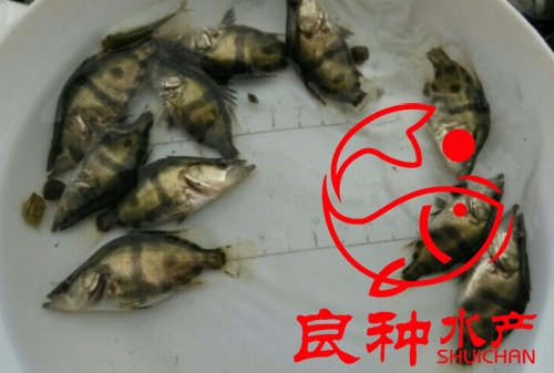 桂花魚苗批發(fā)基地圖片