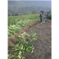 四川柑桔苗种植基地联系电话