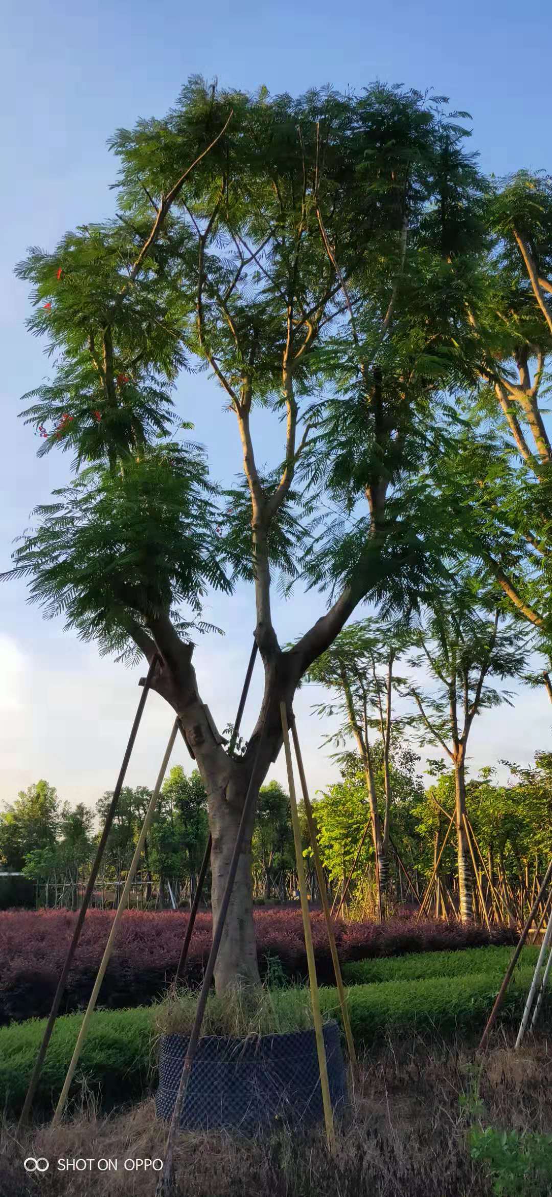 凤凰木种植基地 大型凤凰木基地 凤凰木种植厂家