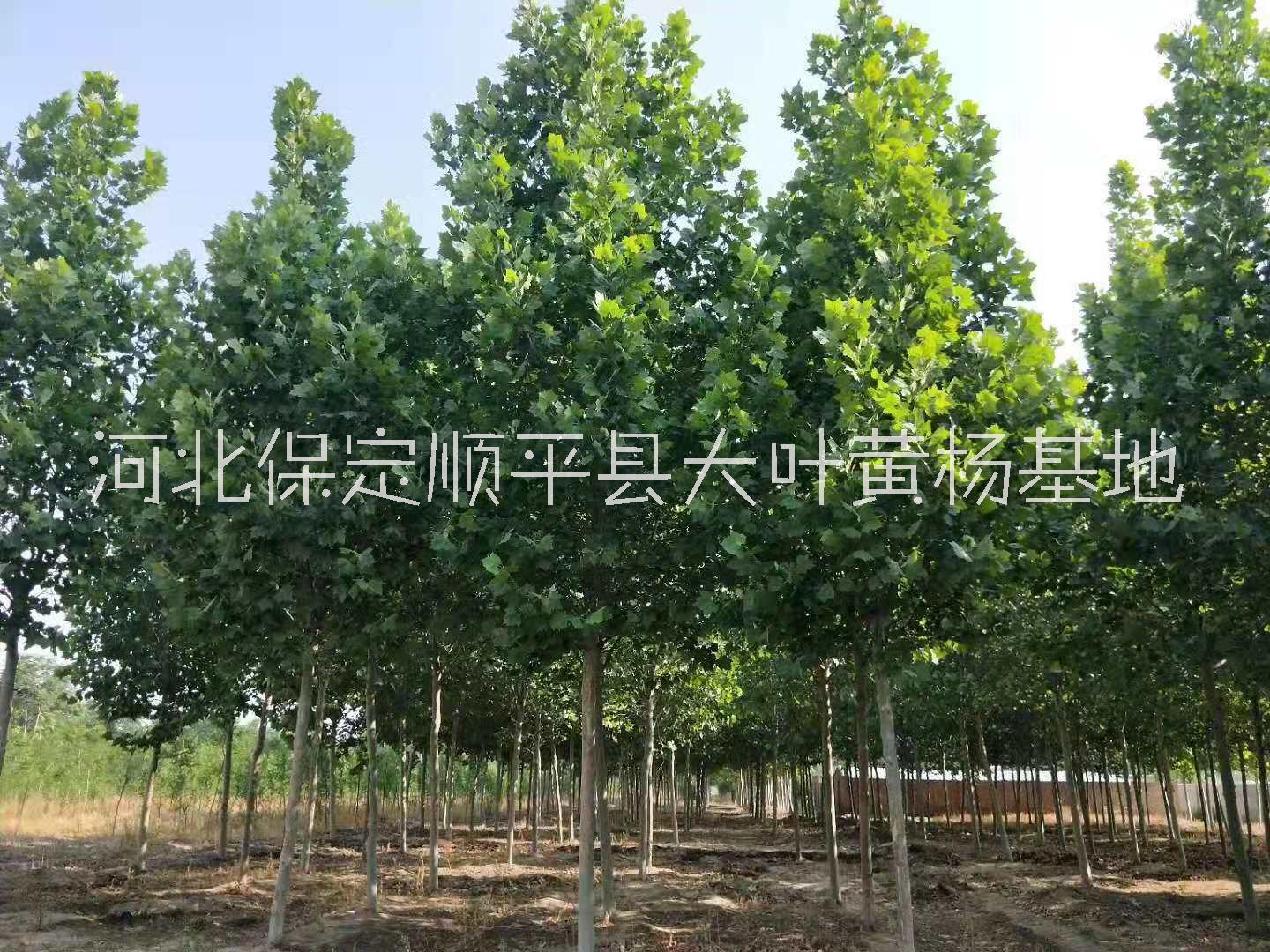 专业种植法桐基地_苗木市场图片